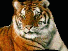 Right Tigre