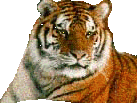 Left Tigre