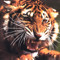 tigreclaws's avatar
